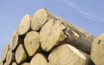 Logs of Oak, ready on our log yard for the production