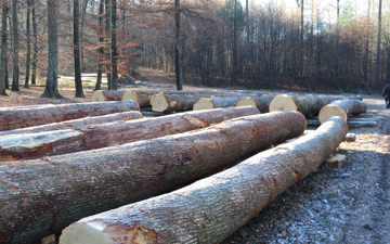 Logs of Oak, ready for the auction