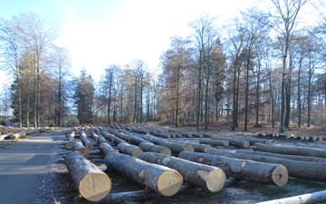 Logs of Oak, freshly cut in the forest