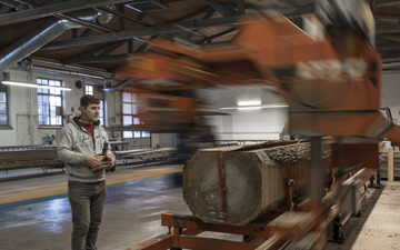 A oak tree is cut for the production of top layers for our Adler Parquet